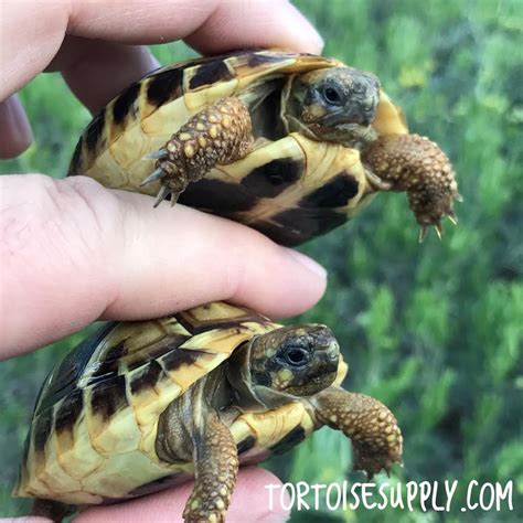 Baby Western Hermanns Tortoises For Sale