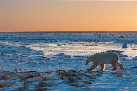 Polar Bear Out For A Stroll Sean Crane Photography