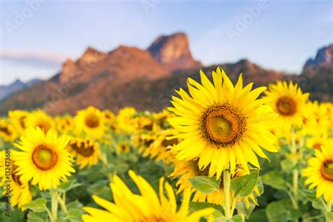 Field Of Blooming Sunflowers On A Background Mountain Stock Photo And