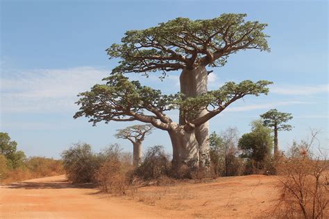 Baobab Baum Adansonia Grandidieri Foto And Bild Affenbrotbaum Baobab