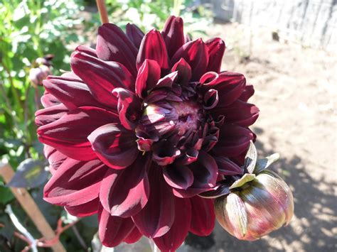 We did not find results for: Pin by Nancy Bjornard on Prairie Pasque Farm | Beautiful ...