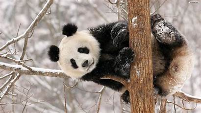 Panda Wallpapers Chainimage
