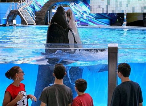 Seaworld Orlandos New Tour Brings Guests Up Close With Killer Whales