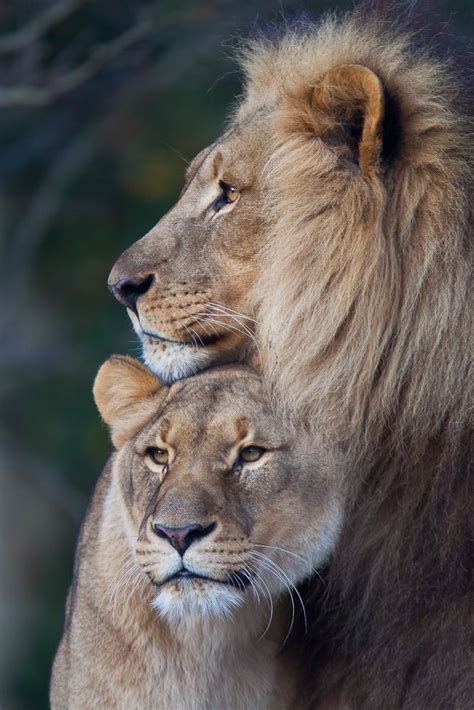 Lion Couple By Oldgearbig Cat Lion Couples King Of Beasts Cat