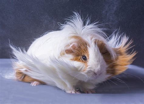 How To Groom Long Haired Guinea Pigs Petmd