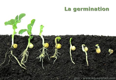 Germination Définition Et Explications