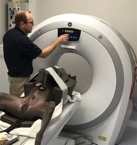 Computed Tomography (CT) | Brunker Road Veterinary Centre