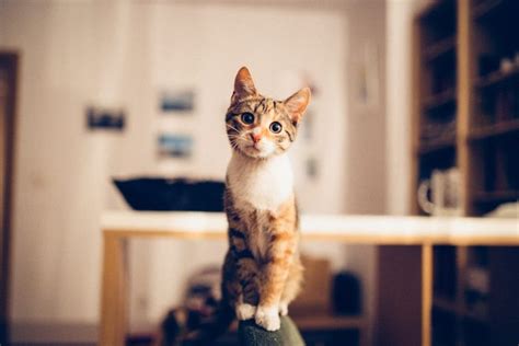 Not all cbd oil for pets are created equal. Cat Seizures: A Comprehensive Guide | Canna-Pet