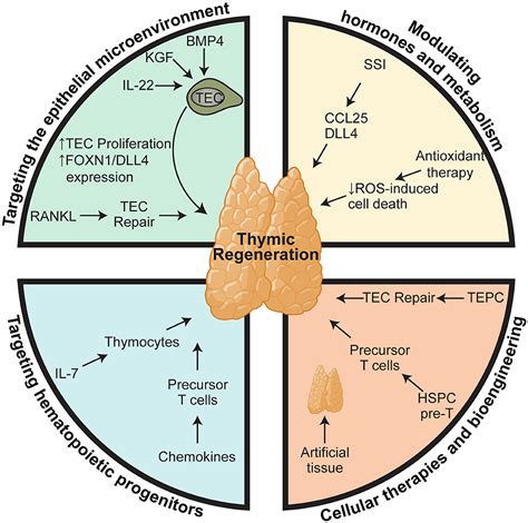 Frontiers When The Damage Is Done Injury And Repair In Thymus Function