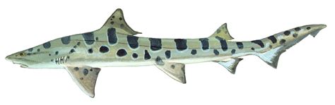 Leopard Shark Oregon Sea Grant Oregon State University
