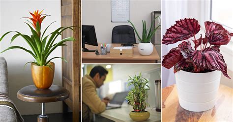 25 Best Houseplants For Home Offices Home Office Plants