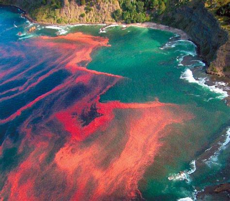Now, i don't know who's fault it is, but relative to the expandables, i almost haven't heard of red before its release. I Love Red Algae, While Others Hate It | Everydayclimb's Blog