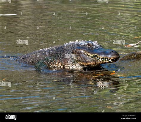 Alligator Animal Its Attractive Ways Hi Res Stock Photography And