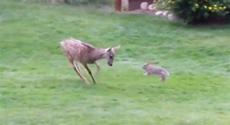 White Wolf Curious Baby Deer Meets His First Rabbit Invents Cutest Game