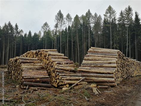Wood Industry Cut Woodpiles Of Logs The Consequences Of Bark Beetle