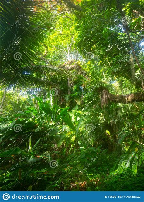 Wild Jungle Close Up On Lians, Trees With Sun Light In The Background Stock Image - Image of ...