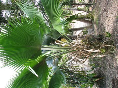 The triangle palm is identified by its extremely long pinnate fronds that grow up to 8 ft. PlantFiles Pictures: Pritchardia Species, Beccari's Loulu ...