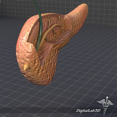 Pancreas Anatomy 3d Model Cgtrader