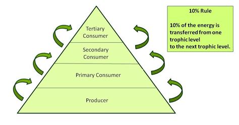Food Web And Energy Pyramid Biology Quiz Quizizz
