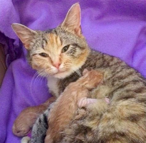 Pregnant Stray Rescued From The Streets Cant Stop Cuddling Her Tiniest