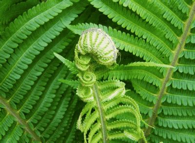 Ciri Ciri Tumbuhan Paku Pteridophyta Beserta Penjelasannya