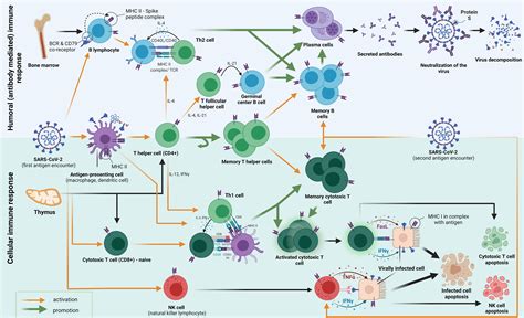 Frontiers Adaptive Immune Responses And Immunity To Sars Cov 2