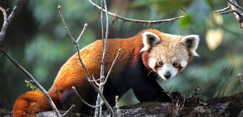 Red Panda Photography Tour Singalilia National Park Wildlife Saferi India