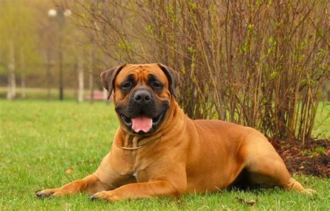 Our feeding guidelines will give you a starting point, however fine tuning may be needed for each dog. Boerboel: The Playful Giant | Boerboel, Dog breeds, South ...