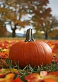 Pumpkin | Fall pumpkins, Autumn scenes, Fall pictures