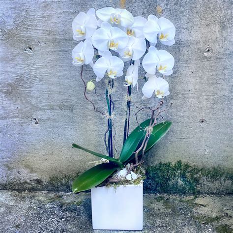 Double Stem White Phalaenopsis Orchid Plant In Seattle Wa Fiori Floral Design