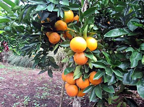 Pink Disease Affect Citrus Trees In Ehp Post Courier