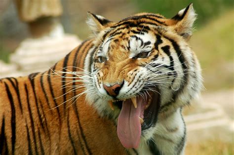 Cool Picture Collection 25 Beautiful Tiger Pictures