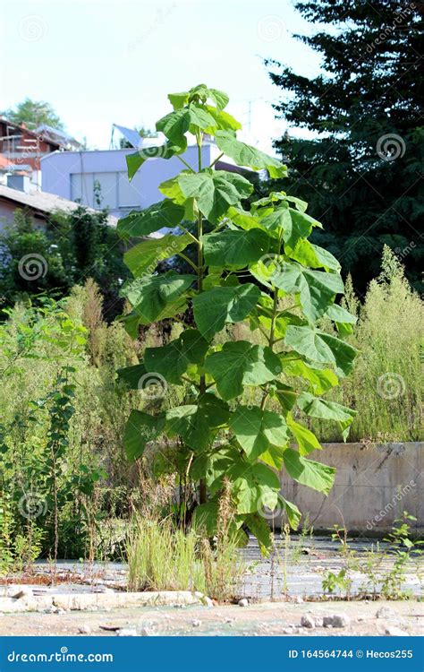 Paulownia Fast Growing Tall Deciduous Tree With Large Heart Shaped