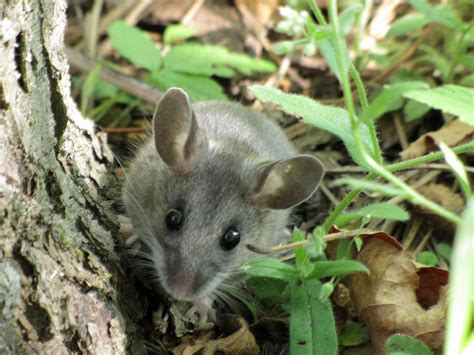 Deer Mouse Learn About Nature