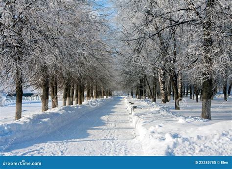 Winter Landscape With Trees Stock Image Image Of Natural Climate