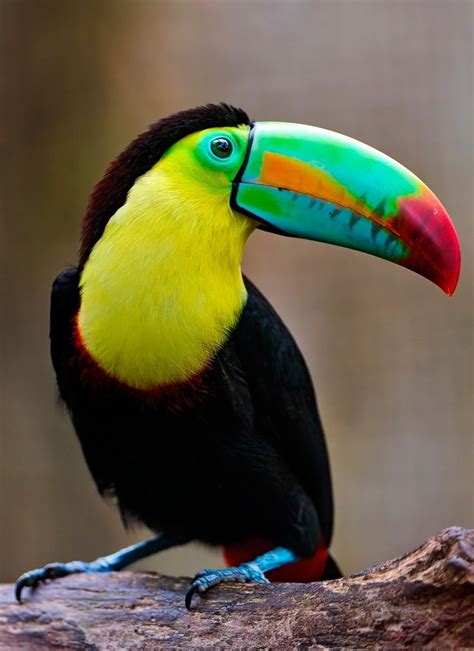 Brilliant Colors Of The Toucans Michael Plagis Exotische Vögel