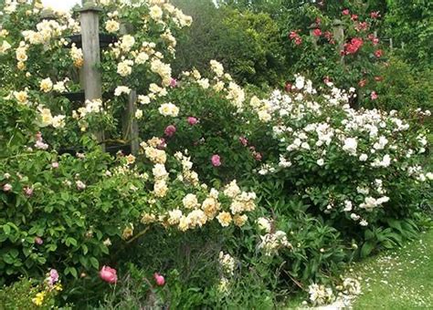 Best Favorite Flowers In The World Top 10 Climbing Roses