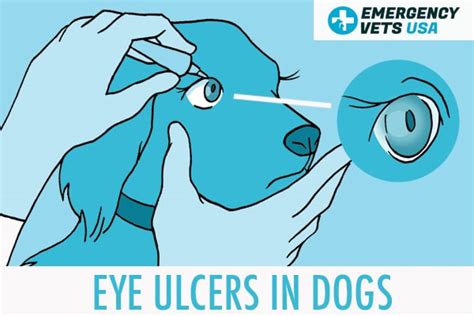 Corneal Ulcers In Dogs Causes Symptoms And Treatment Options