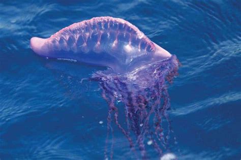 Everything You Should Know About The Portuguese Man Of War