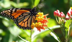 Monarch Butterfly Asclepias Curassavica Tropical