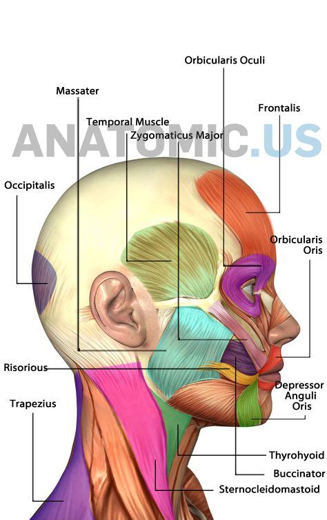 21 Mejores Imágenes De Musculos Faciales Musculos Faciales Anatomia