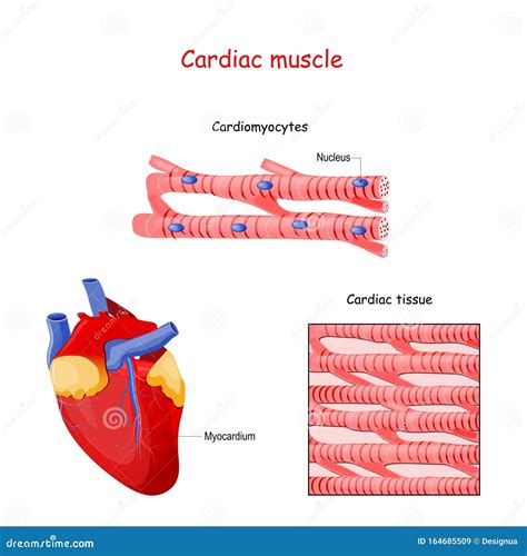 Cardiac Muscle Stock Photo 44790222