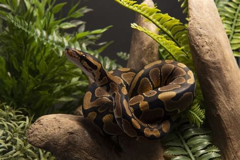 A ball python can cost 80 to 200 dollars it depend on which pet store your at. Ball Python Care for Beginners: Handling, Diet & Terrarium ...