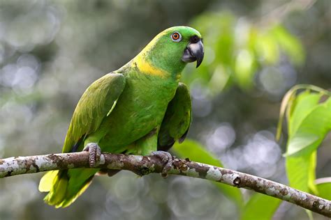 Yellow Naped Amazon Parrot Bird Species Profile