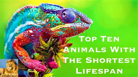 Top Ten Animals With The Shortest Lifespan Youtube