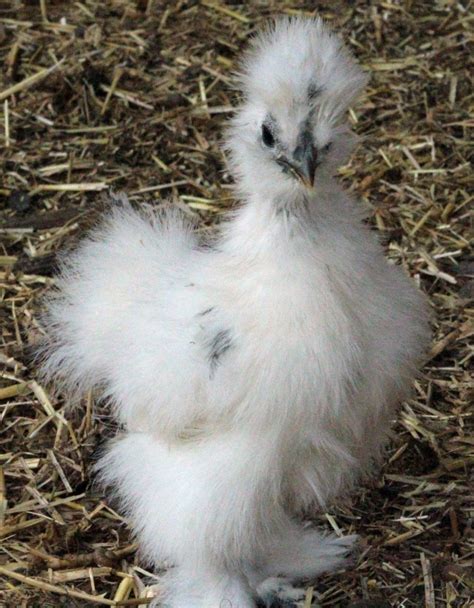 Silkie Sexing Help Backyard Chickens Learn How To Raise Chickens