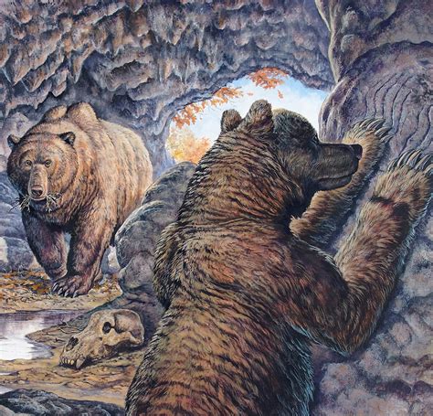 Extinct Cave Bear Stock Image C0048078 Science Photo Library