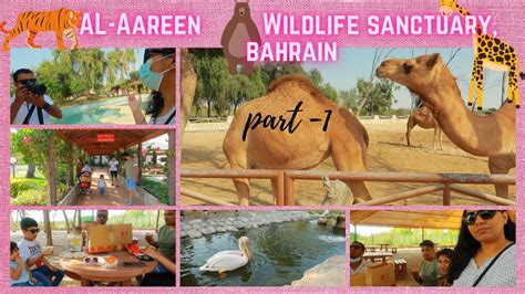 Day In Our Life In Bahrain Zoo Bahrain Vlog Alareenzoo Dailyvlog