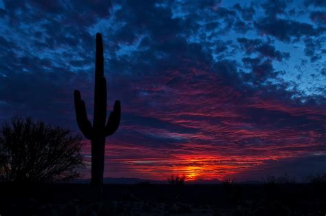 Tucson Arizona Cactus Night Sky Wallpaper Nature And Landscape