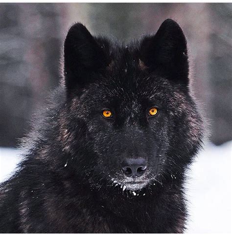 Pin By Berkutkaan Çalışkan On Wolf Black Wolf Black Husky Beautiful